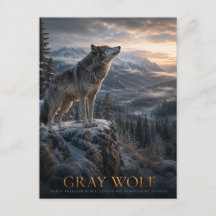 Grey Wolf Mountain Wilderness ANIMALS