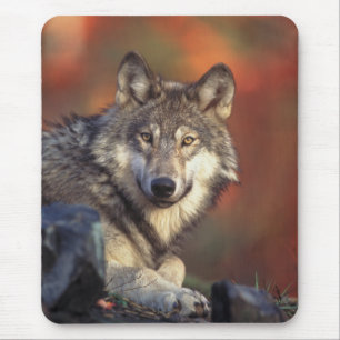 Grey Wolf Mousepad