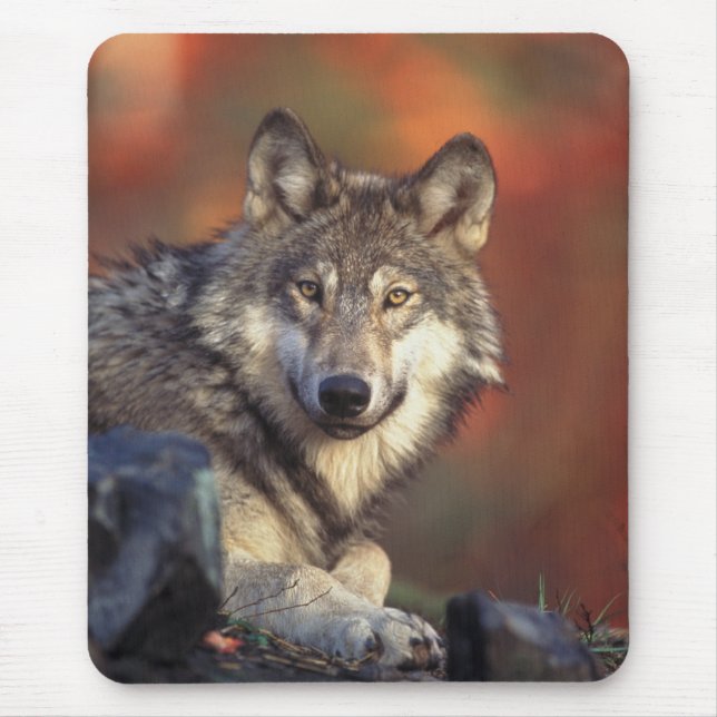 Grey Wolf Mousepad (Front)