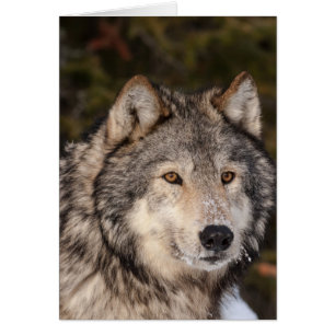 Grey Wolf Note Card