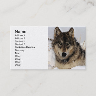 Grey Wolf or Timber Wolf Laying in the Snow Business Card