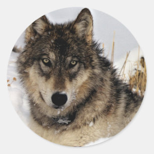 Grey Wolf or Timber Wolf Laying in the Snow Classic Round Sticker