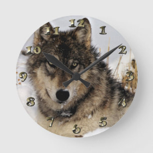 Grey Wolf or Timber Wolf Laying in the Snow Round Clock