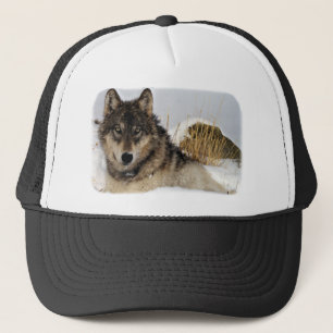 Grey Wolf or Timber Wolf Laying in the Snow Trucker Hat
