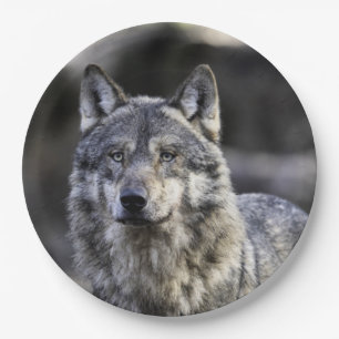 Grey Wolf Paper Plate