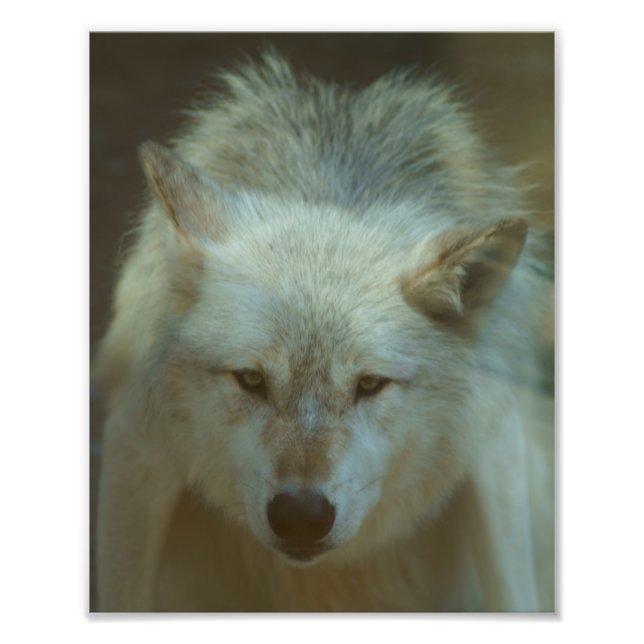 Grey Wolf Photo (Front)