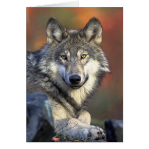 Grey Wolf Photo