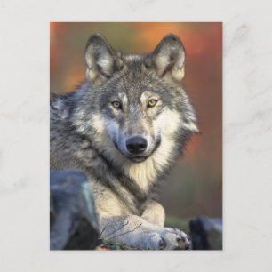 Grey Wolf Photo Postcard