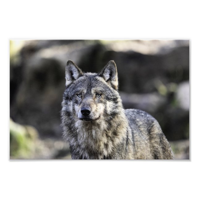 Grey Wolf Photo Print (Front)