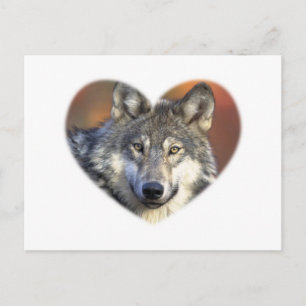 Grey Wolf Postcard