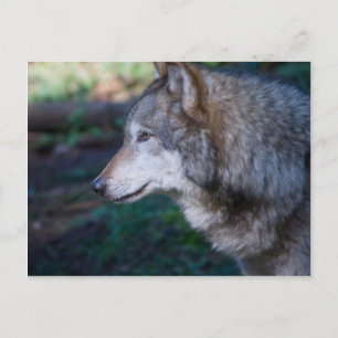 Grey wolf postcard
