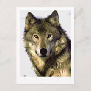 Grey Wolf Postcard