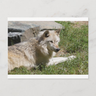 Grey Wolf  Postcard