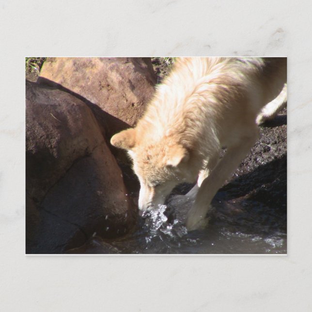 Grey Wolf Postcard (Front)