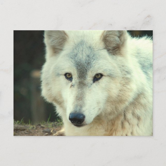 Grey Wolf Postcard (Front)