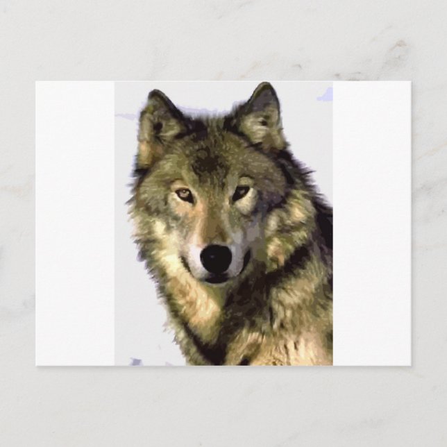 Grey Wolf Postcard (Front)