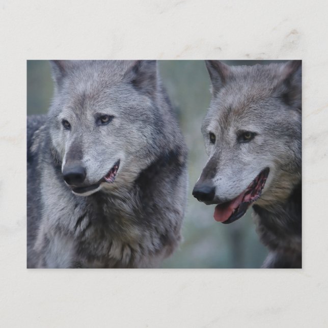 Grey wolf postcard (Front)