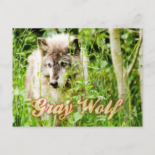 Grey Wolf Postcard