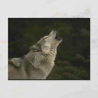 Grey Wolf Postcard