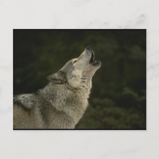 Grey Wolf Postcard (Front)