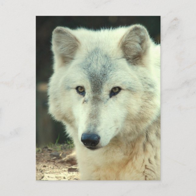 Grey Wolf Postcard (Front)
