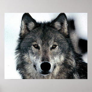 Grey Wolf Poster