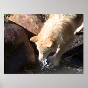 Grey Wolf Poster