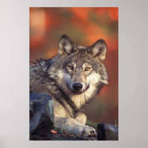 Grey wolf poster