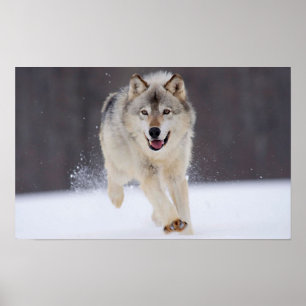 Grey Wolf Poster