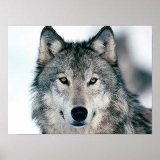 Grey Wolf Poster