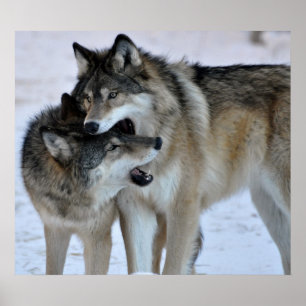 Grey Wolf Poster