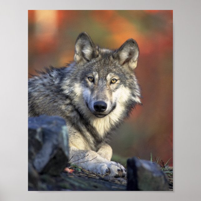 Grey Wolf Poster (Front)