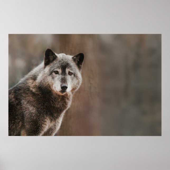 Grey Wolf  Poster (Front)