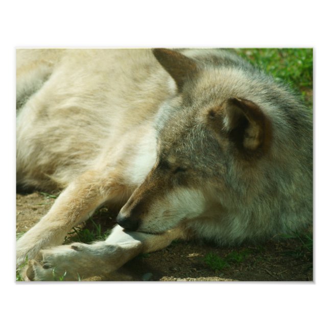 Grey Wolf Print (Front)