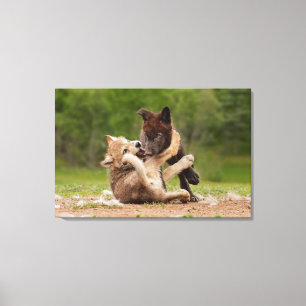 Grey Wolf Pups Wrestling Canvas Print