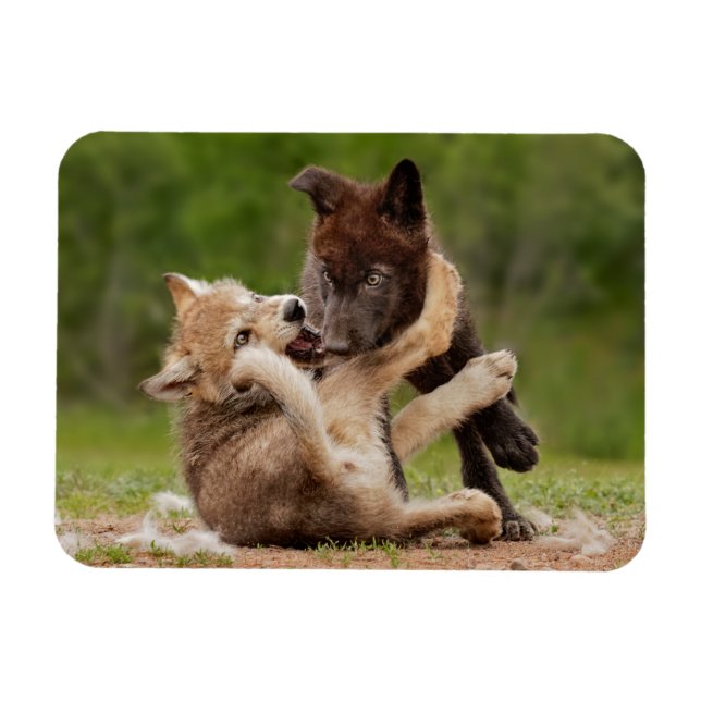 Grey Wolf Pups Wrestling Magnet (Horizontal)