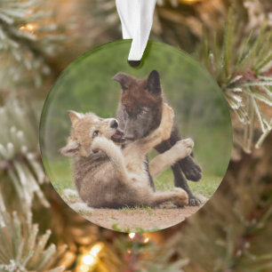 Grey Wolf Pups Wrestling Ornament