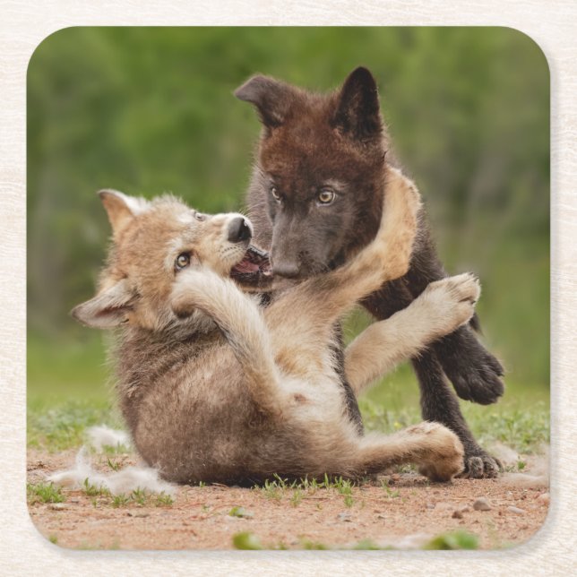 Grey Wolf Pups Wrestling Square Paper Coaster (Front)