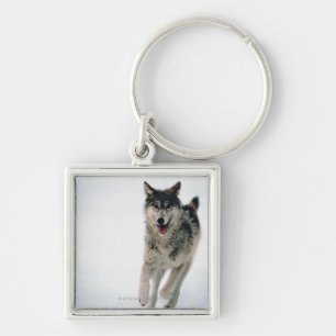 Grey wolf running key ring