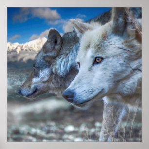 Grey Wolf SENTINEL WOLVES Poster
