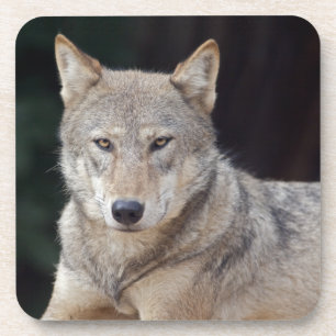 Grey Wolf Set of 6 Coasters