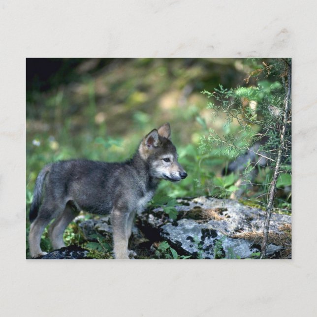 Grey Wolf-small pup in green woods Postcard (Front)