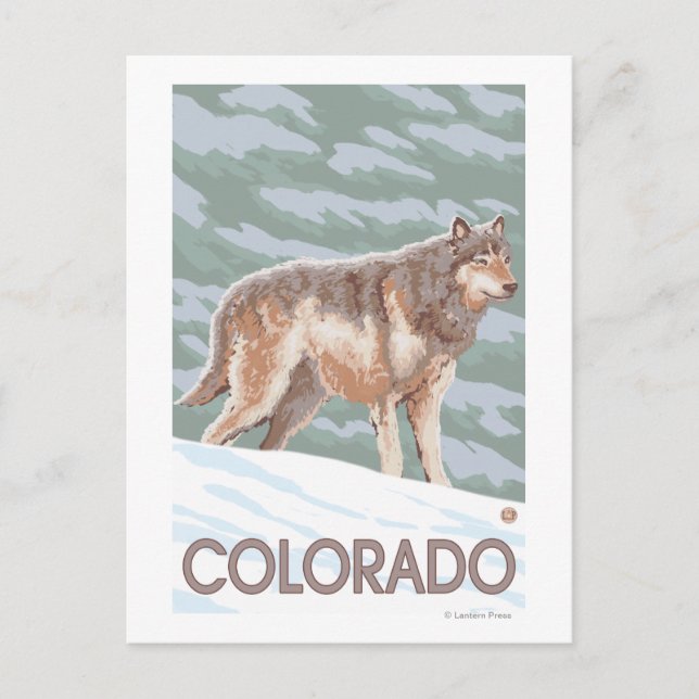 Grey Wolf StandingColorado Postcard (Front)