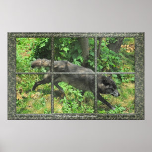 Grey Wolf Through A Window Art Poster
