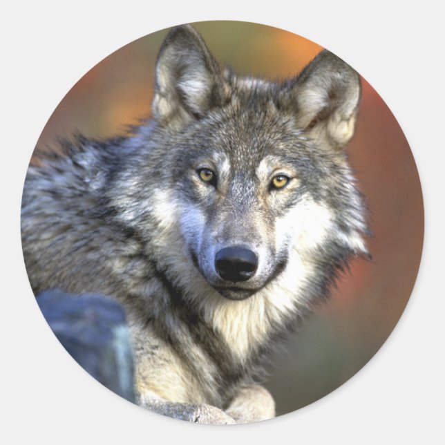 Grey Wolf - Timber Wolf - Red Wolf Series Classic Round Sticker (Front)
