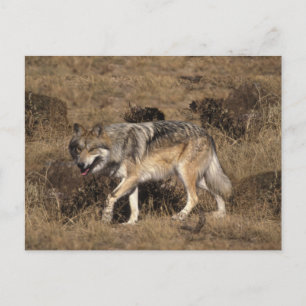 Grey Wolf - Timber Wolf - Red Wolf Series Postcard
