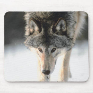 Grey wolf walking mouse mat