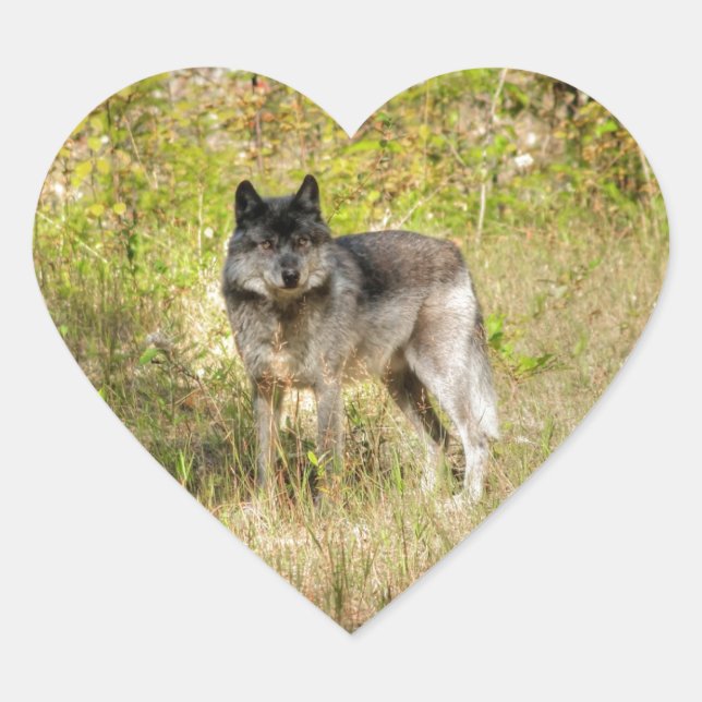 Grey Wolf & Wilderness Photo Gift Heart Sticker (Front)