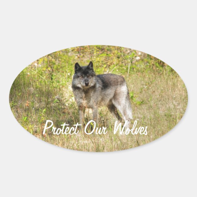 Grey Wolf & Wilderness Photo Gift Oval Sticker (Front)