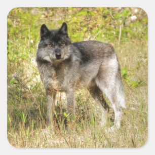 Grey Wolf & Wilderness Photo Gift Square Sticker
